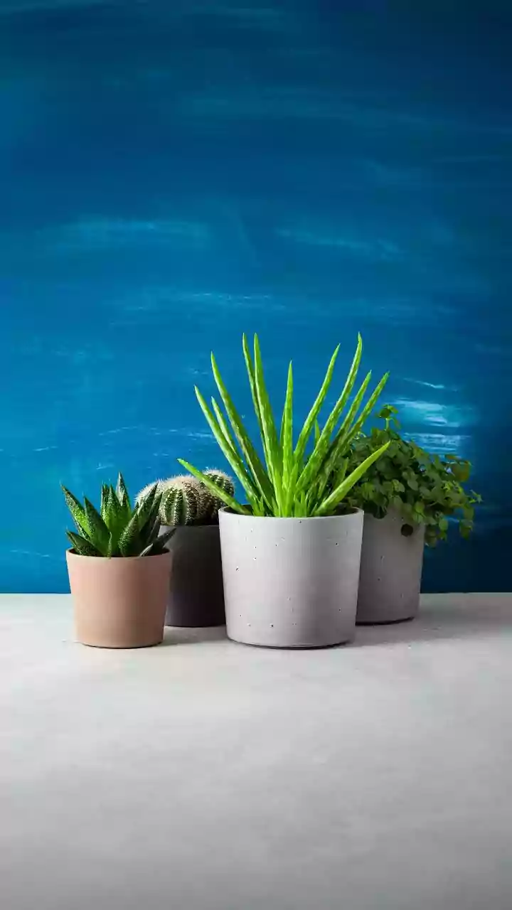 Monsoon Apartment Gardening Is Easier With These Fuss-Free Houseplants
