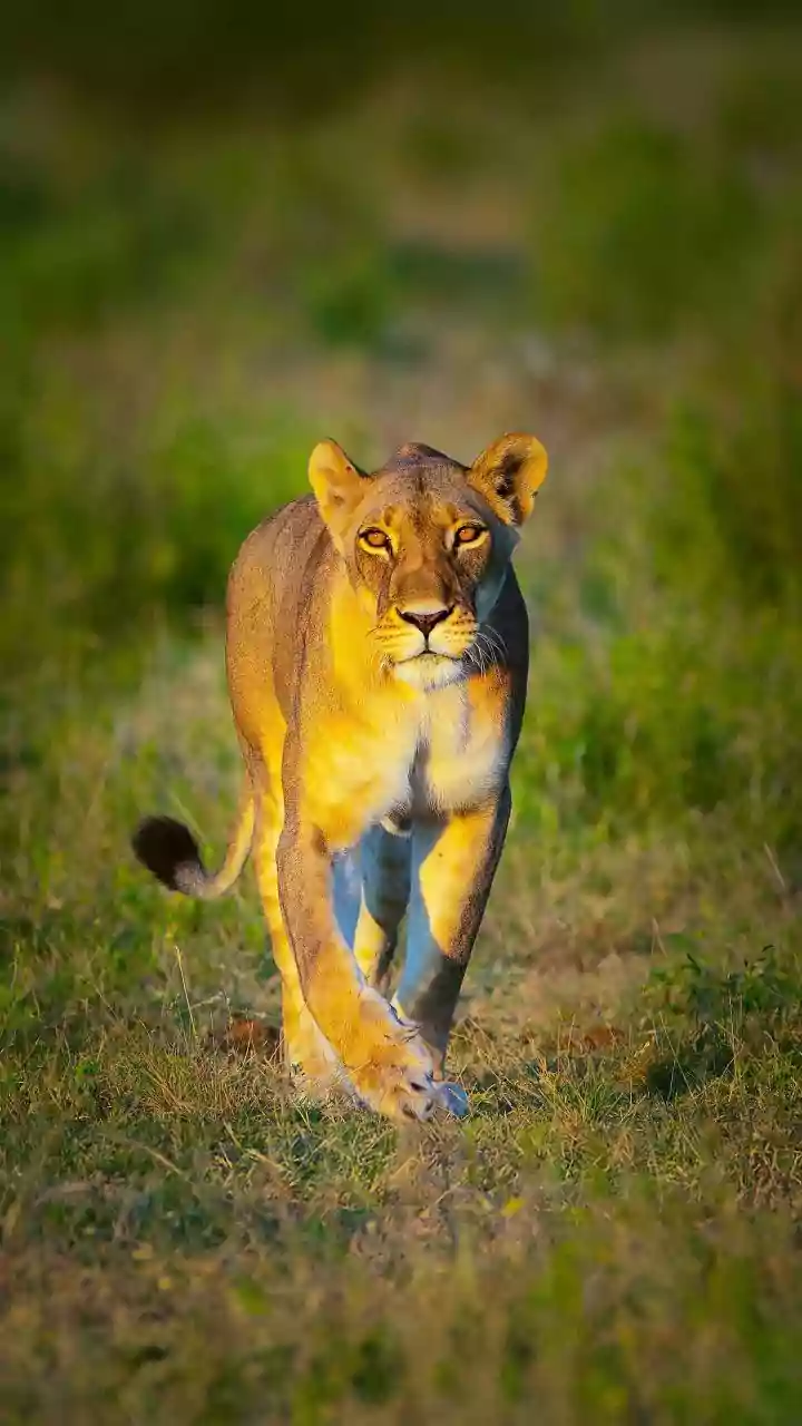 10 Deadly Female Hunters: Nature's Fiercest Queens