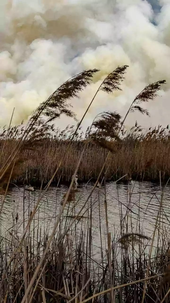 Spring Fires in India Exceed Autumn Stubble Burning in Scale