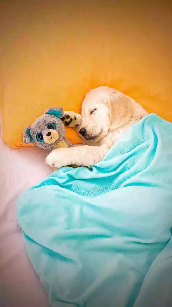 8 Adorable Animals That Cuddle for Cozy Sleep!