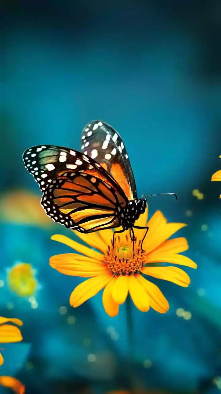 Butterfly migration coincides with North-East monsoon in Tamil Nadu