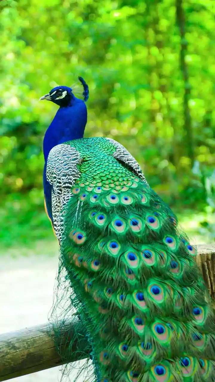 Rajasthan's Majestic Peacock Displays: A Dazzling Terrace Spectacle