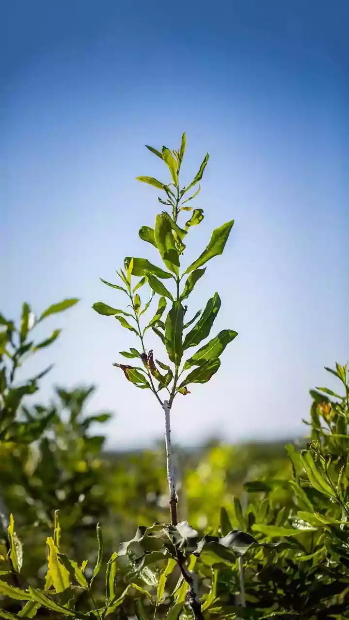 How Satellite Tracking Measures Mangrove Regeneration Performance In Sundarbans Swamps