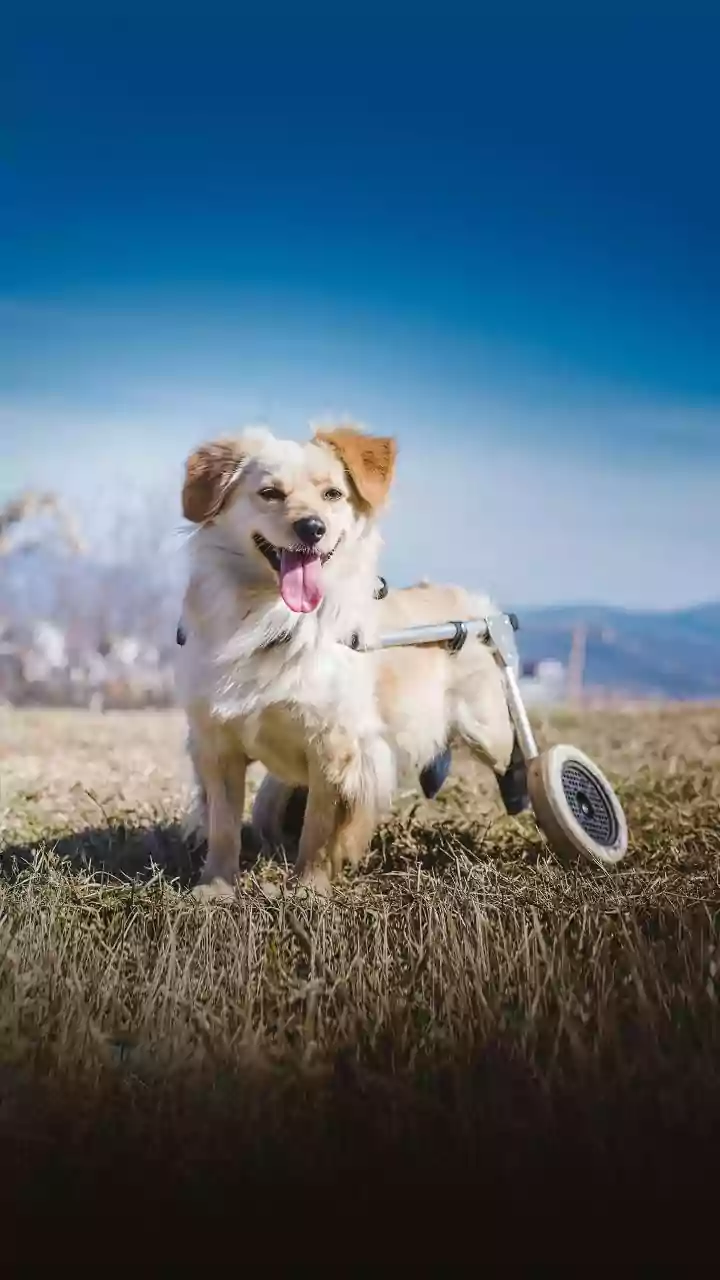 AI's Miracle Cure? Man Uses ChatGPT for Dog's Cancer Vaccine