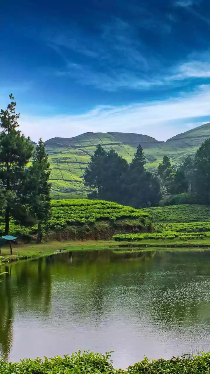 Munnar or Ooty: Comparing Wildlife, Tea Gardens and Lakes for a November Break