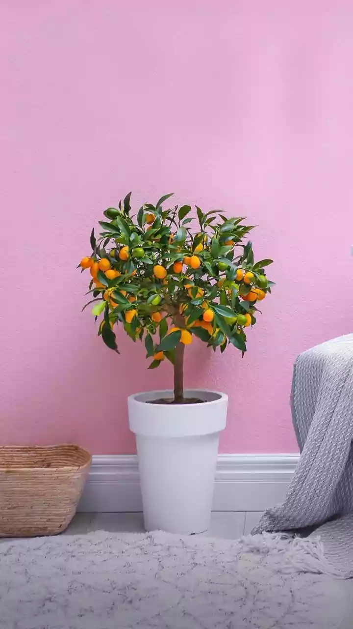 Small-Space Planting Needs Smarter Variety Choices
