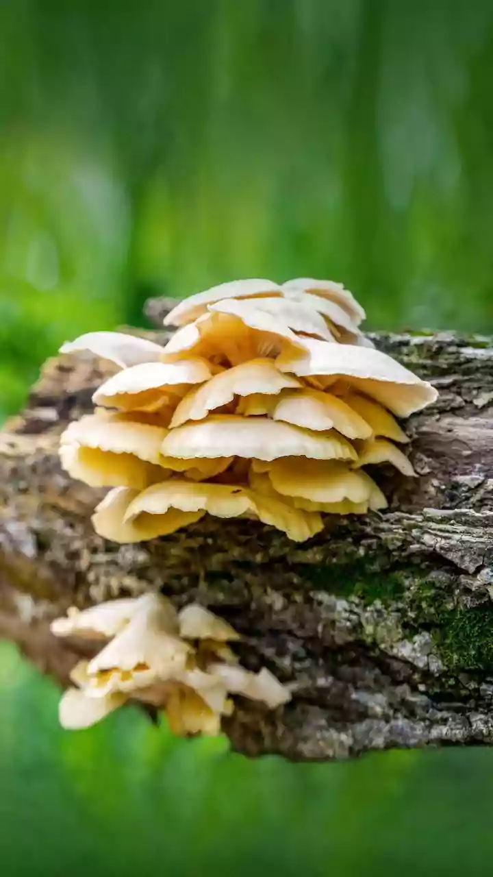Mushroom Safety In India: What To Do During The Monsoon