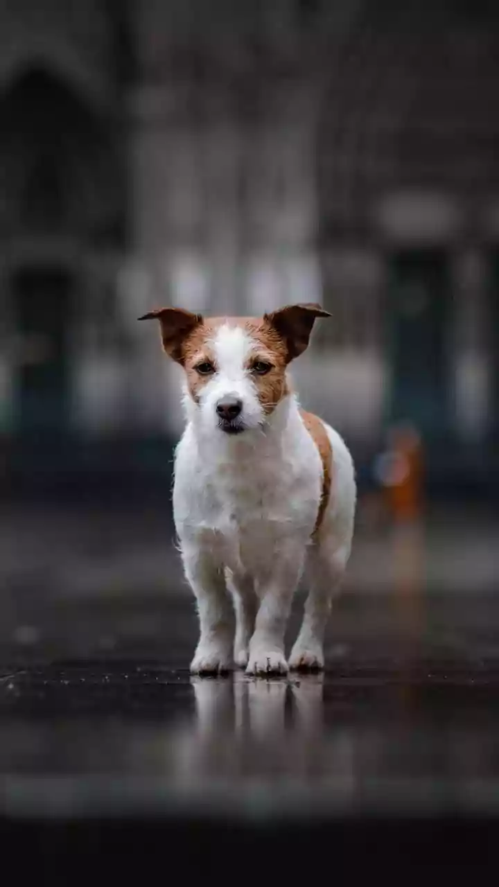 Pet-Friendly City Walks Are Becoming Travel Activities