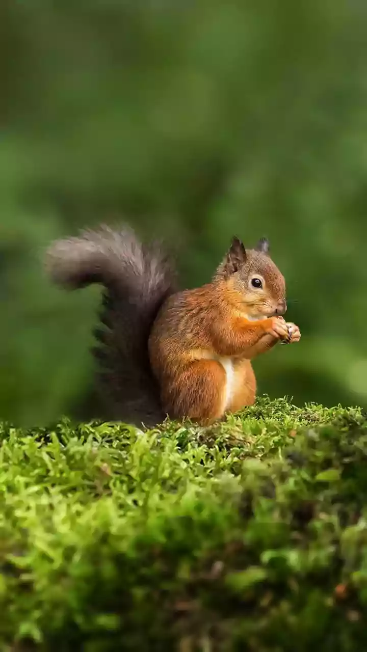 What to Learn About Unexpected Animals Helping Forests Regenerate from the 186-Species Seed-Dispersal Study