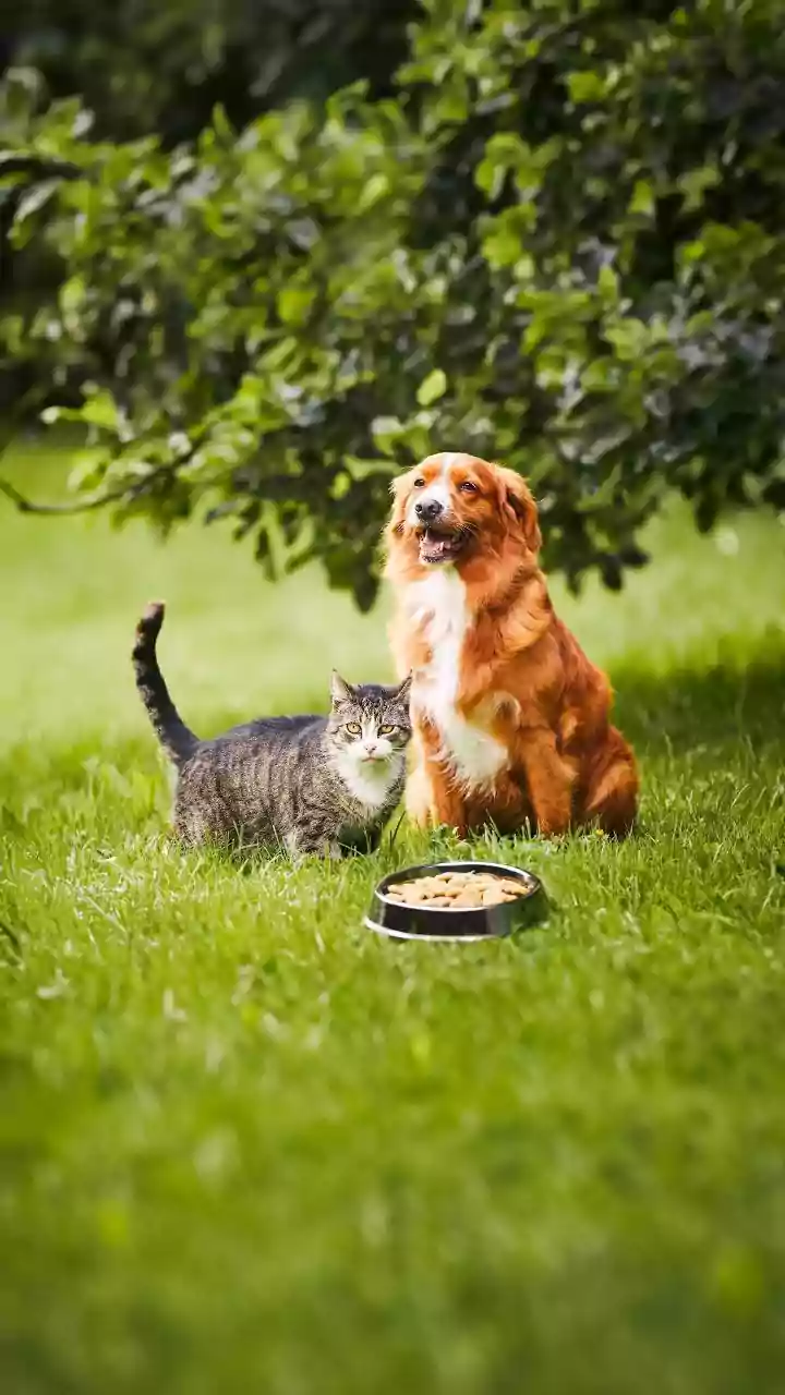 Pet Myths: Unpacking Facts About Your Furry Friends