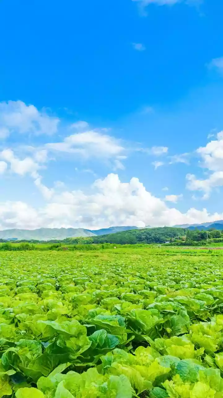 Air Freight Could Help Growers Avoid a Narrow Export Season