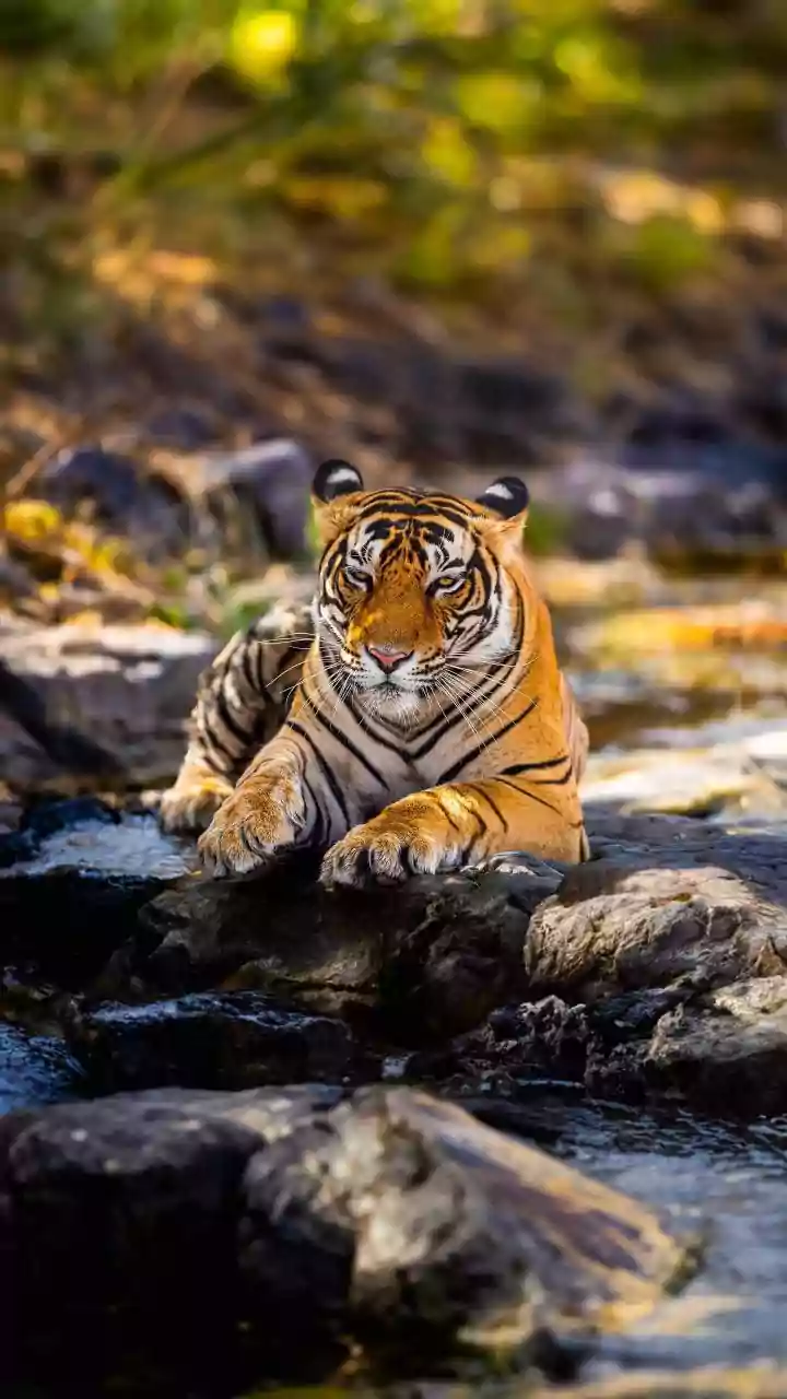 5 Safari Gates in North Indian Parks: Where Tigers Roam!