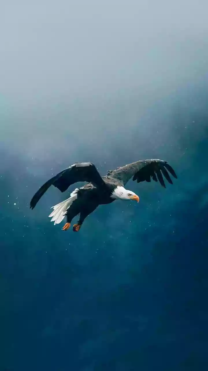 Bald Eagles' Winter Retreat: BC's Frozen Peaks
