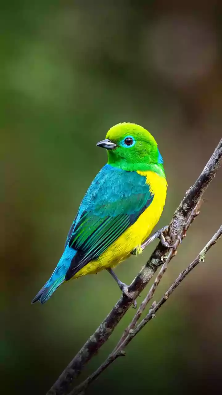 Bandeirinha: ave verde e amarelo ajuda a regenerar florestas brasileiras