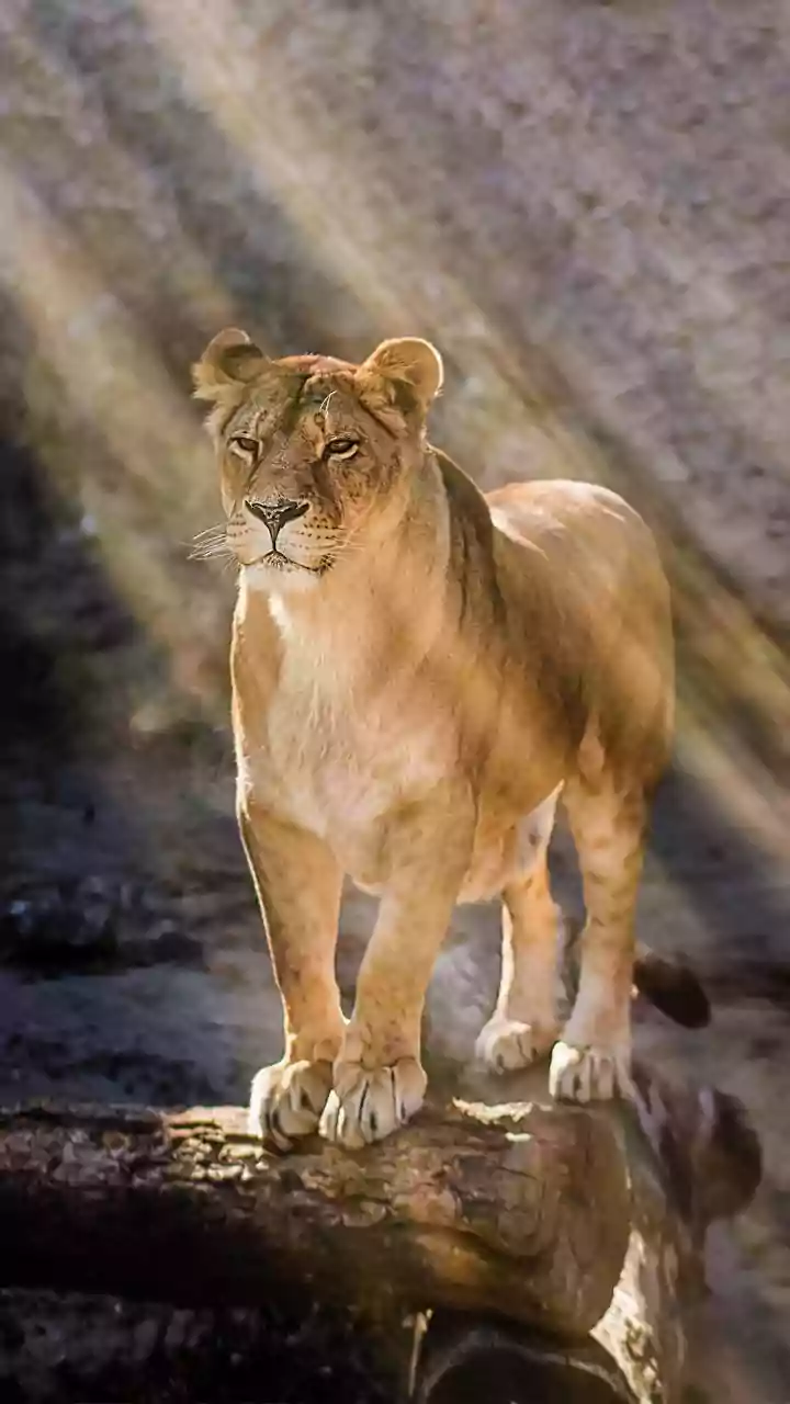 Barda Wildlife Sanctuary: How Gujarat Is Expanding The Asiatic Lion's Habitat