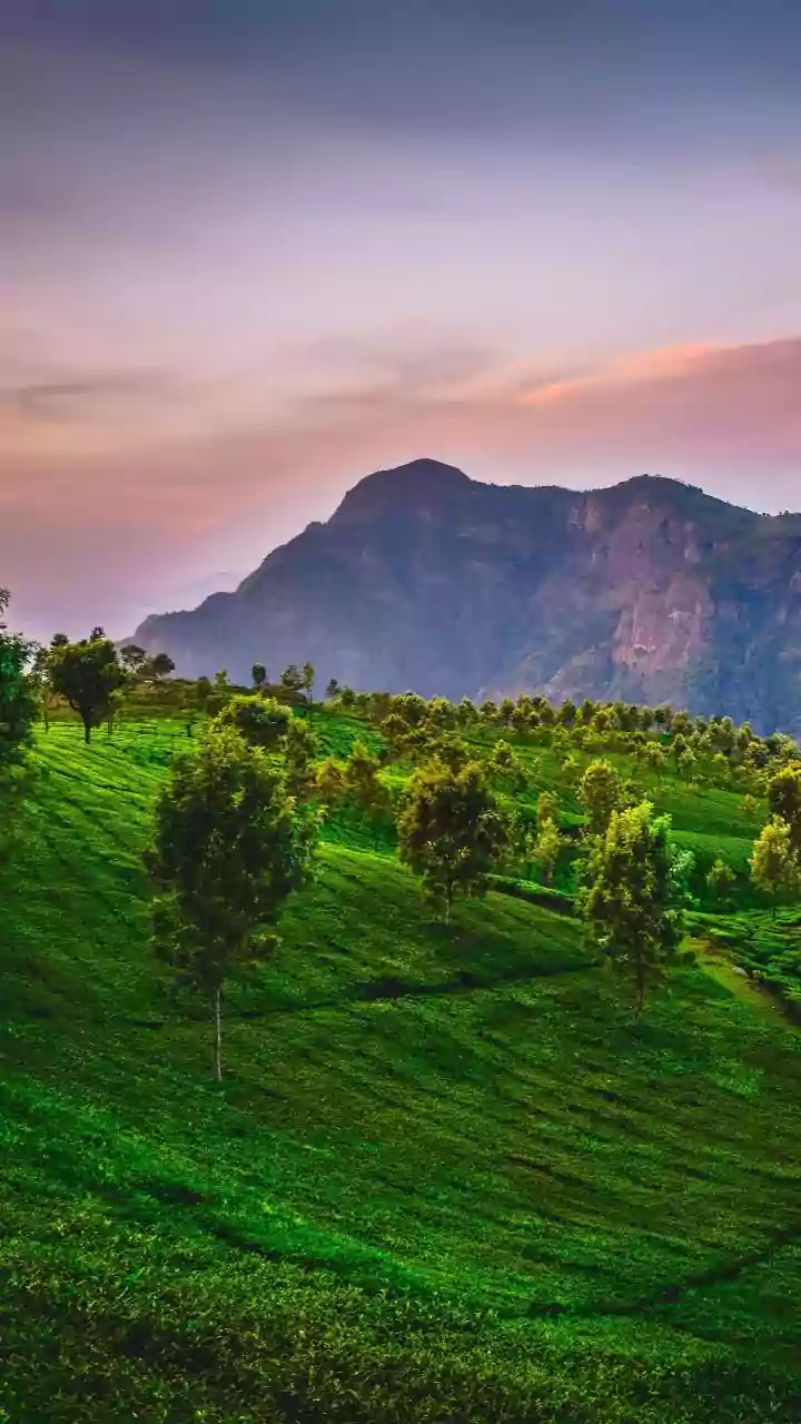 Hidden Gems of the Nilgiri Hills: Six Rare Wildlife Encounters Await