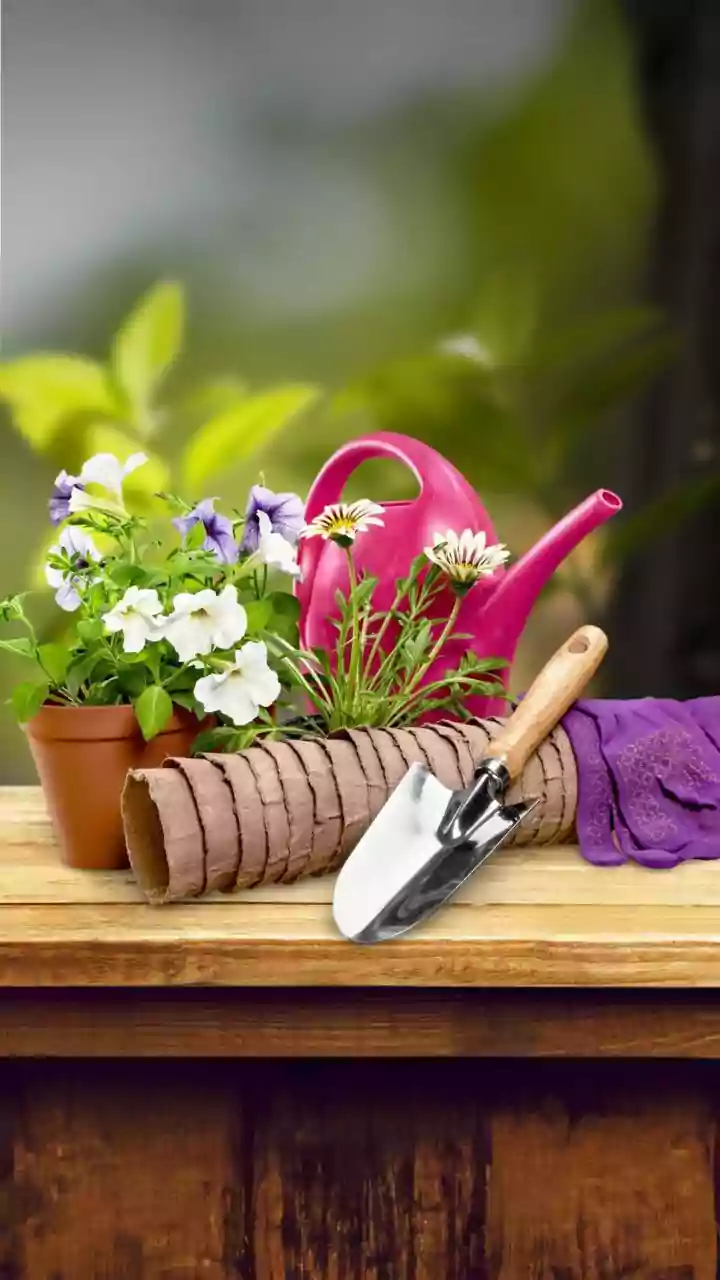 The Start of August Pruning Turns Regional Climate into a Reader-Service Question