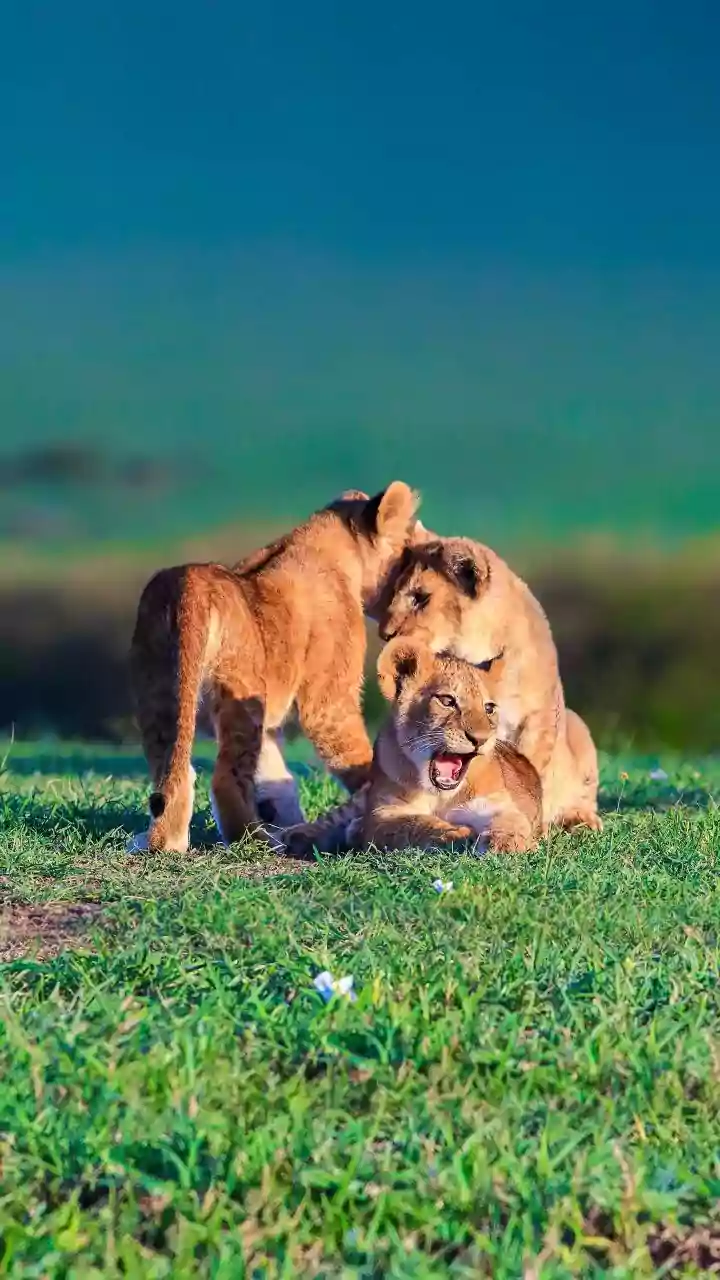 Why Researchers Believe Barda Can Sustain Asiatic Lions For Years To Come