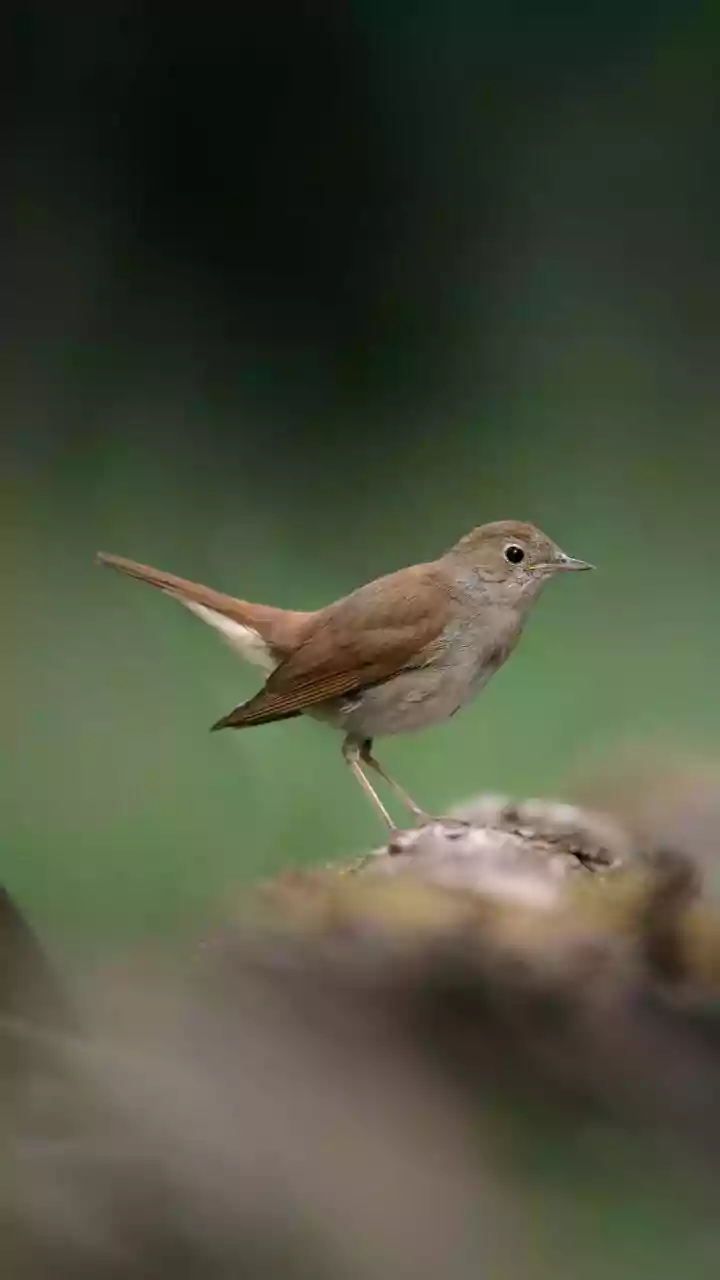 Shocker: This bird in US evolved during the COVID-19 pandemic