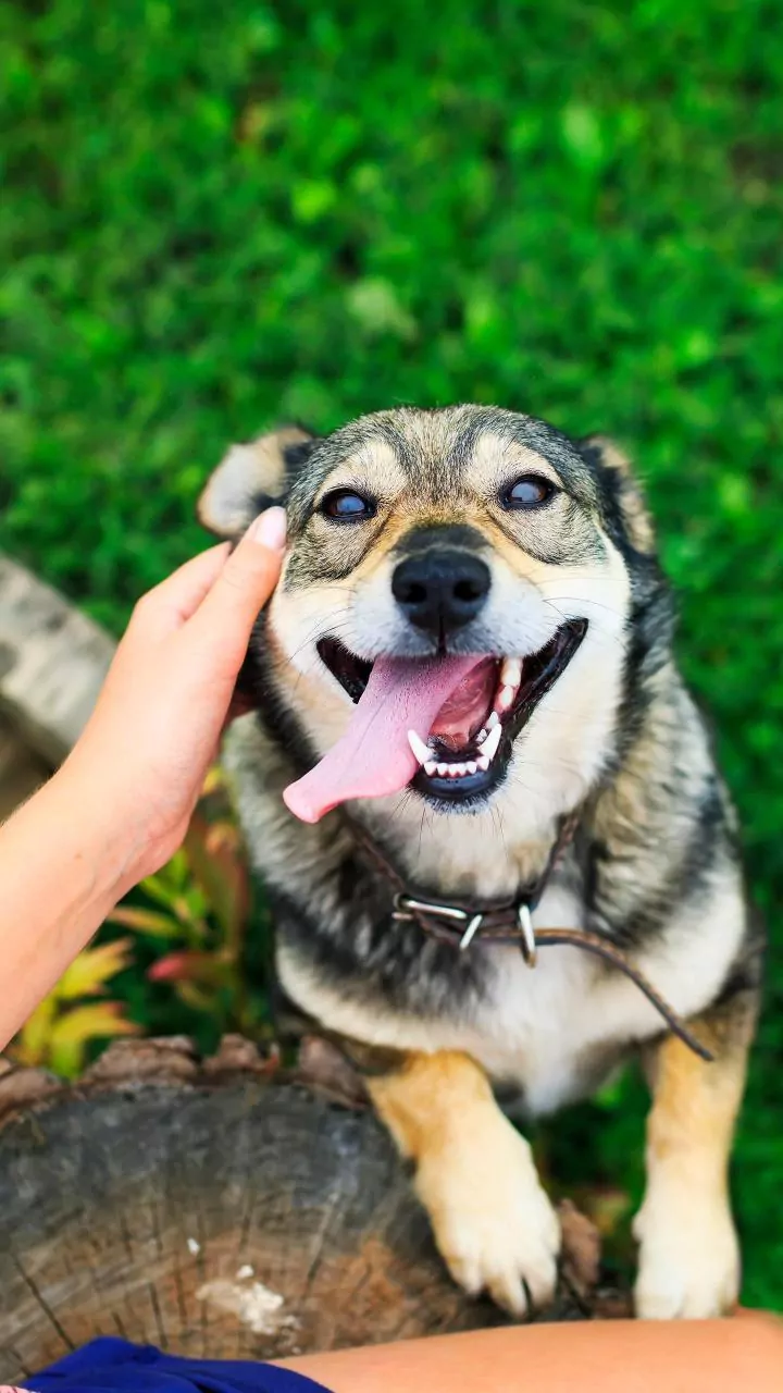 Dog Behavior: Sensing 'Bad Energy' Explained