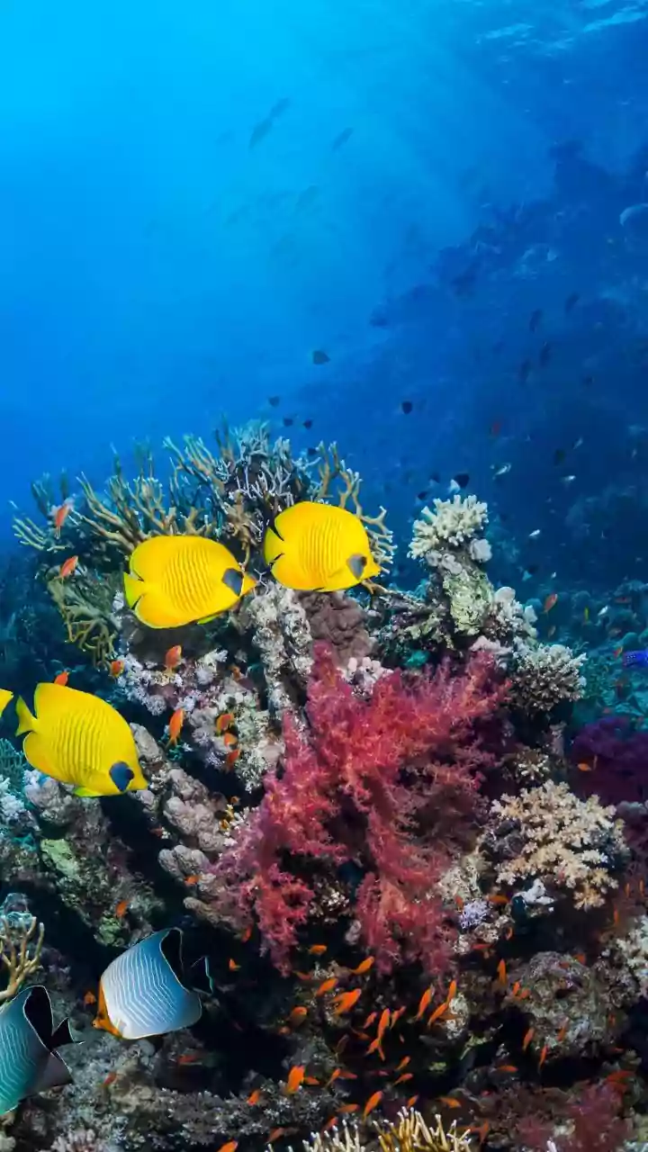 Dive into Wonder: Unforgettable Underwater Adventures Across the Globe