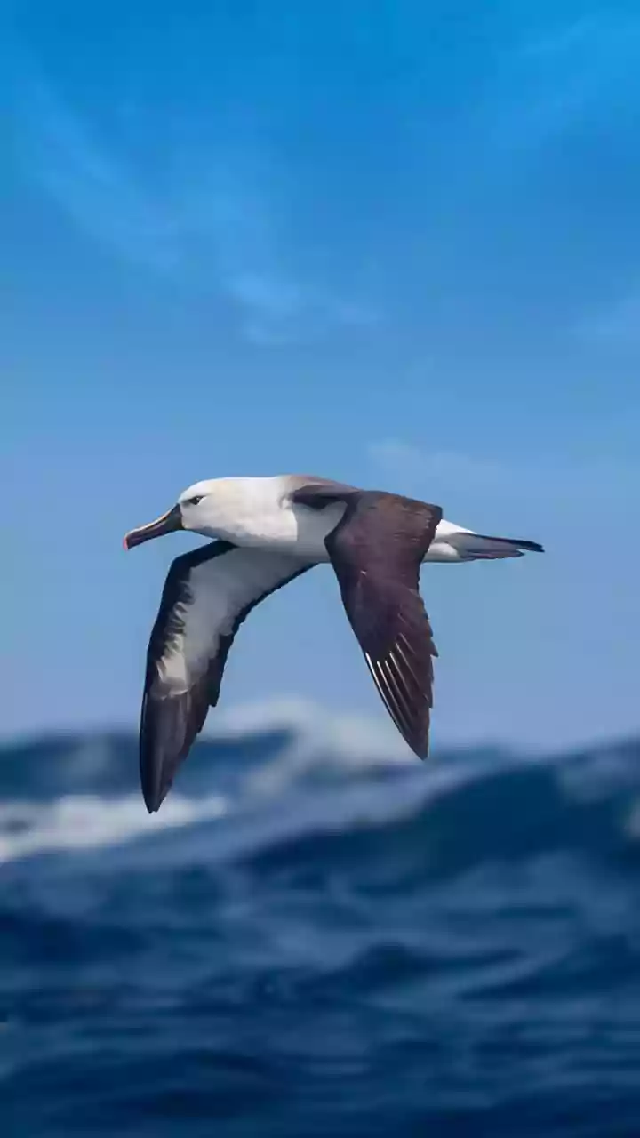 How Migratory Birds Store Body Fat Efficiently To Power Continuous Long Flights
