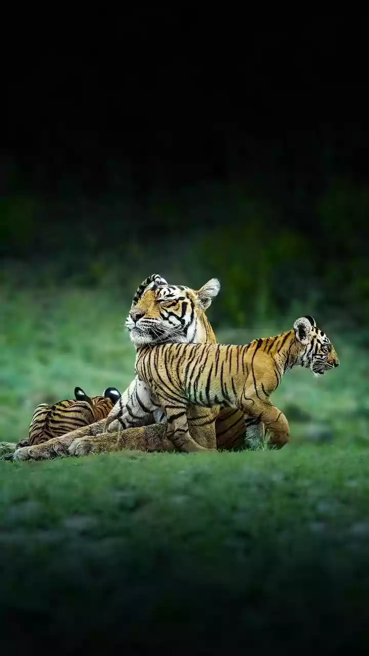 Sariska Tiger Reserve Safari Guide: Best Time To Visit, Zones, Stays & The Exciting New Sighting Of Tigress ST-30 With Cubs