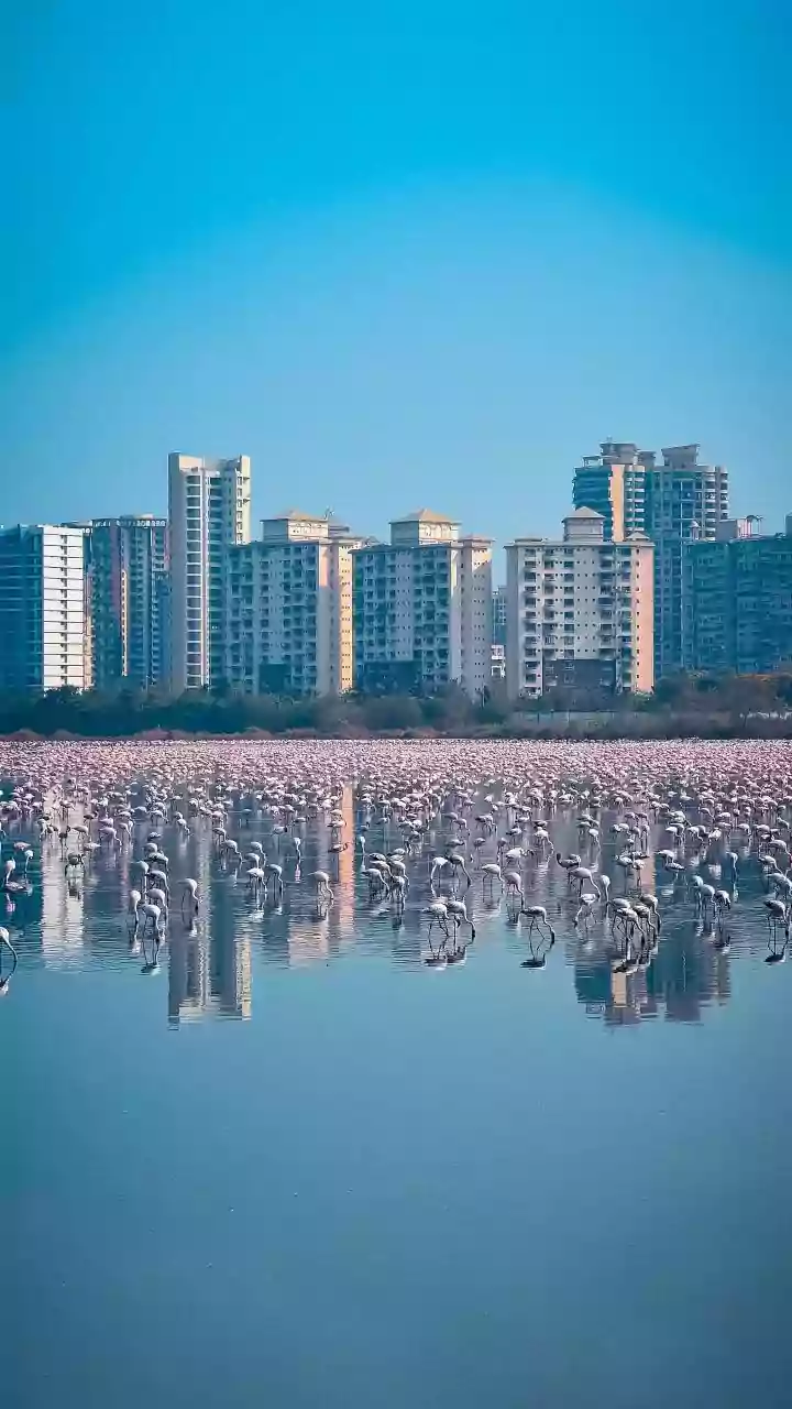 Thane’s Masunda Lake Comes Alive As Migratory Seagulls Arrive From Europe And America, Drawing Large Crowds