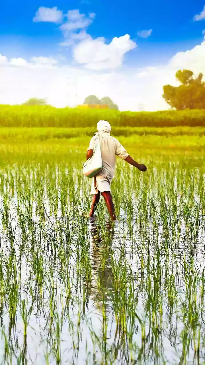 Understanding Kharif Crops and Their Seasonal Challenges