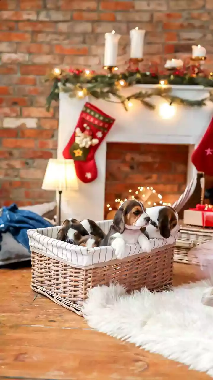 Winter Pet Care: Essential Amazon Finds for Indian Homes