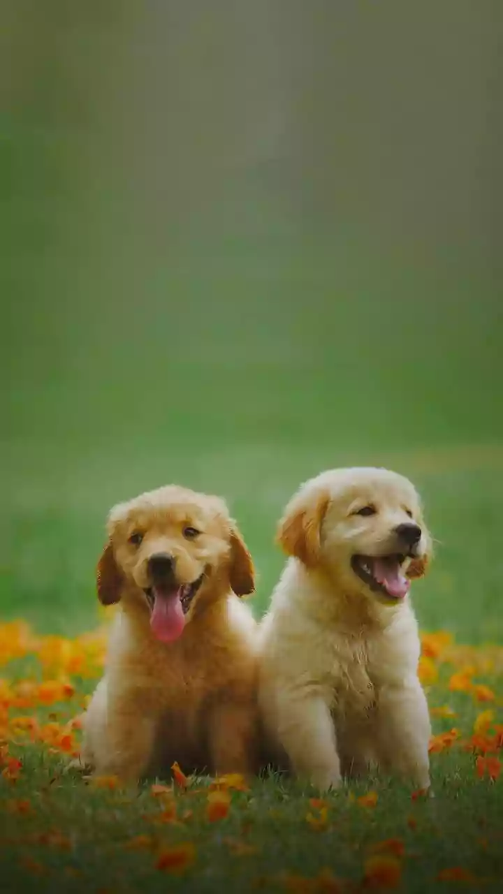 Zomato Delivery Agent Rescues Stray Puppy From Being Hit By Cars, Later Adopts It; 'Namaste Bolo Sabko' | VIDEO