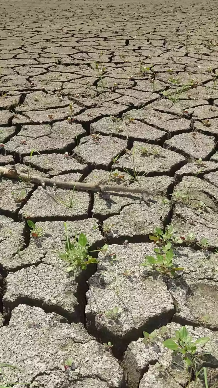 El Niño and Structural Challenges Threaten Indian Agriculture