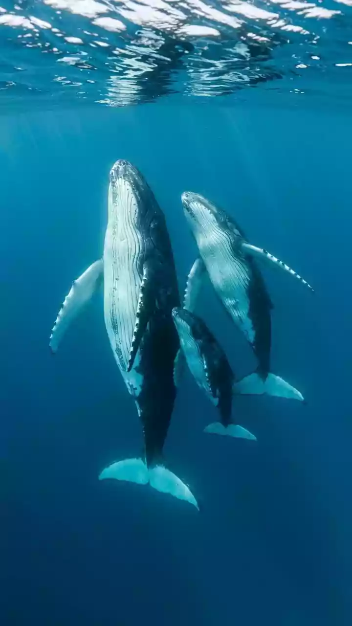 Veja 3 curiosidades  sobre o maior animal do mundo