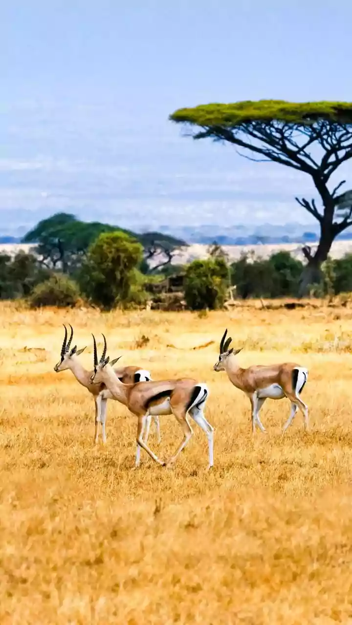 5 lesser-known safari destinations worth exploring in Africa