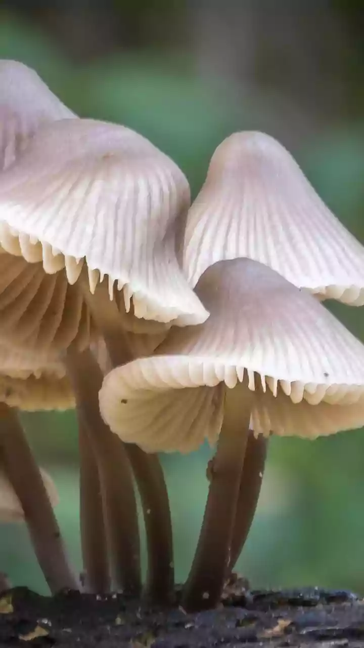 Expensive Rugda Mushroom Is Getting Foodie Attention Now