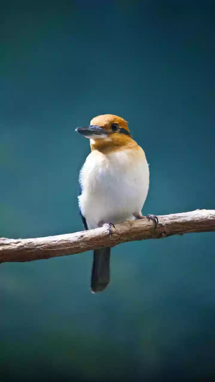 Checking Guide Quality Comes First after the New South Andaman Birding Trail