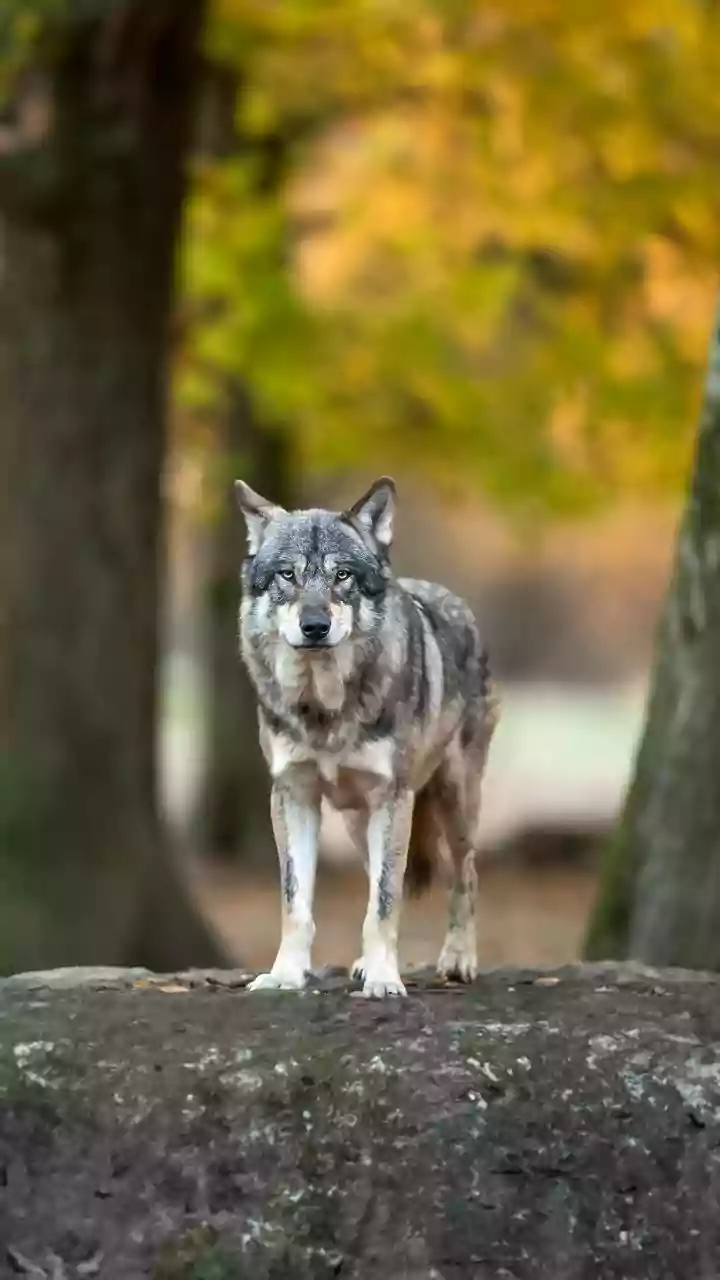 Why do dogs have smaller brains than wolves?