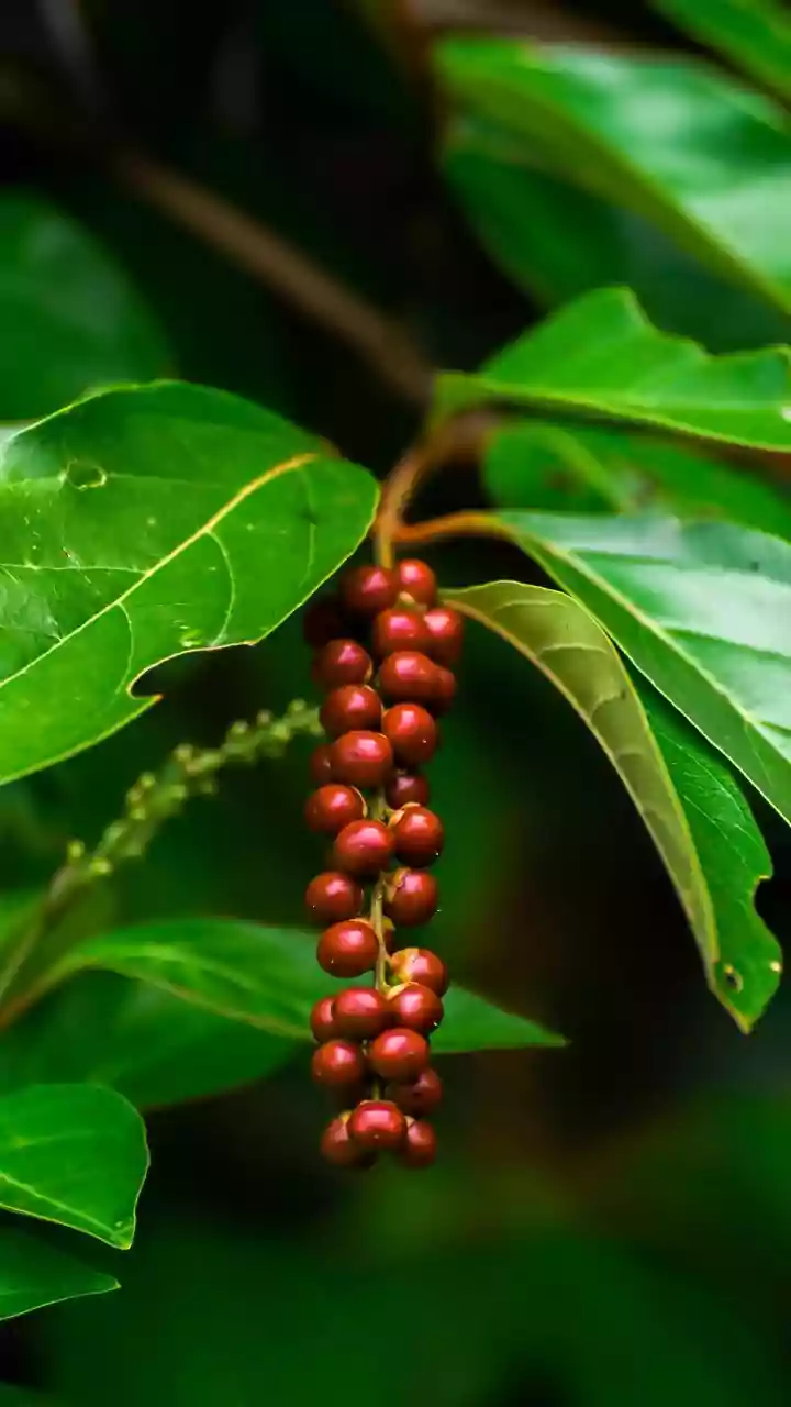 How climate conditions in Chikmagalur Araku Valley and Coorg foster ideal Arabica coffee growing environments