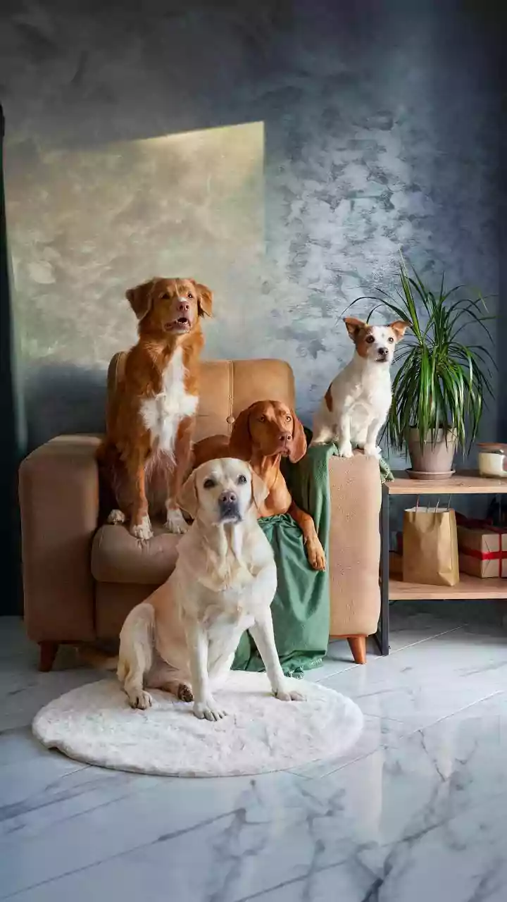 Furry Friends Hit Mini Splash Pools At Luxury Boardings