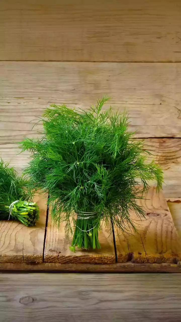More Apartment Residents Are Discovering The Joy Of Growing Fresh Herbs