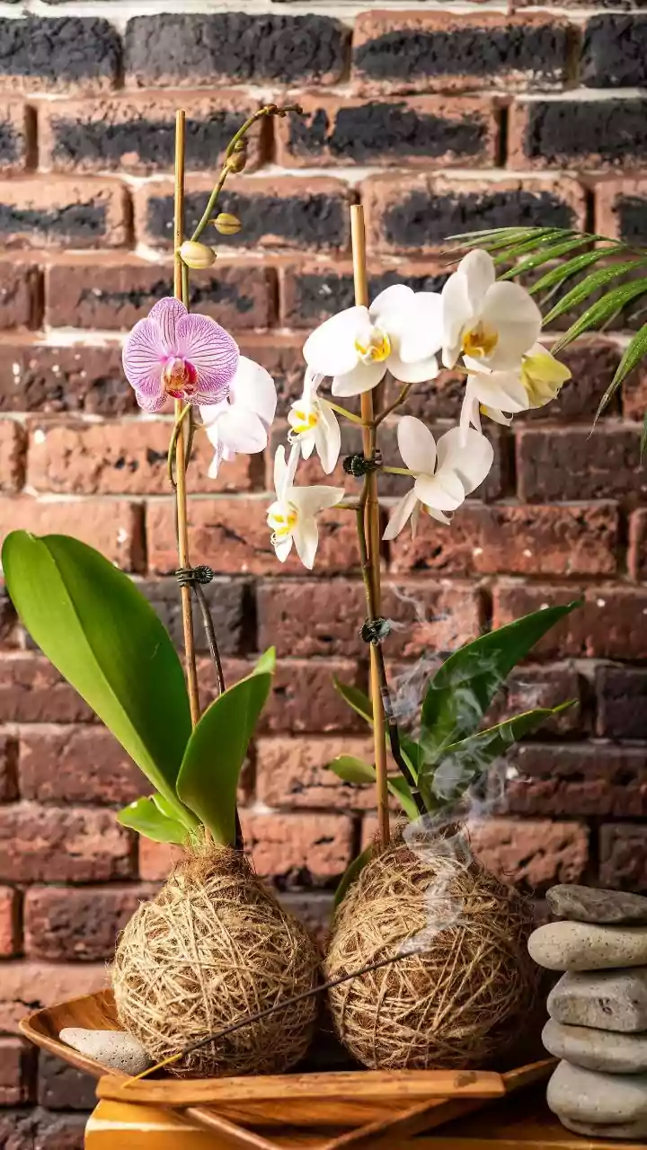 Urban Plant Enthusiasts Love Crafting DIY Hanging Kokedama Moss Balls