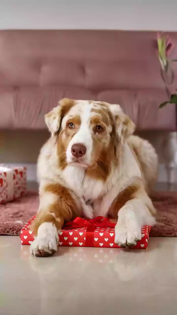 Indian Homes Are Spending More On Pet Essentials