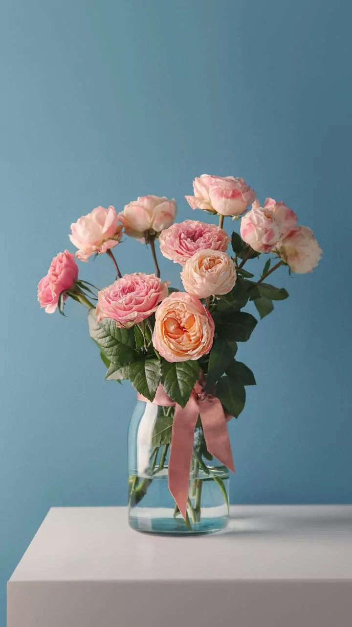 Como cultivar rosas em casa? Veja dicas simples