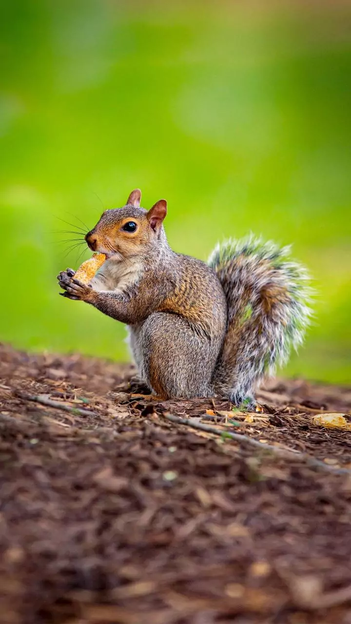 Squirrels go viral stealing nuts from city windows