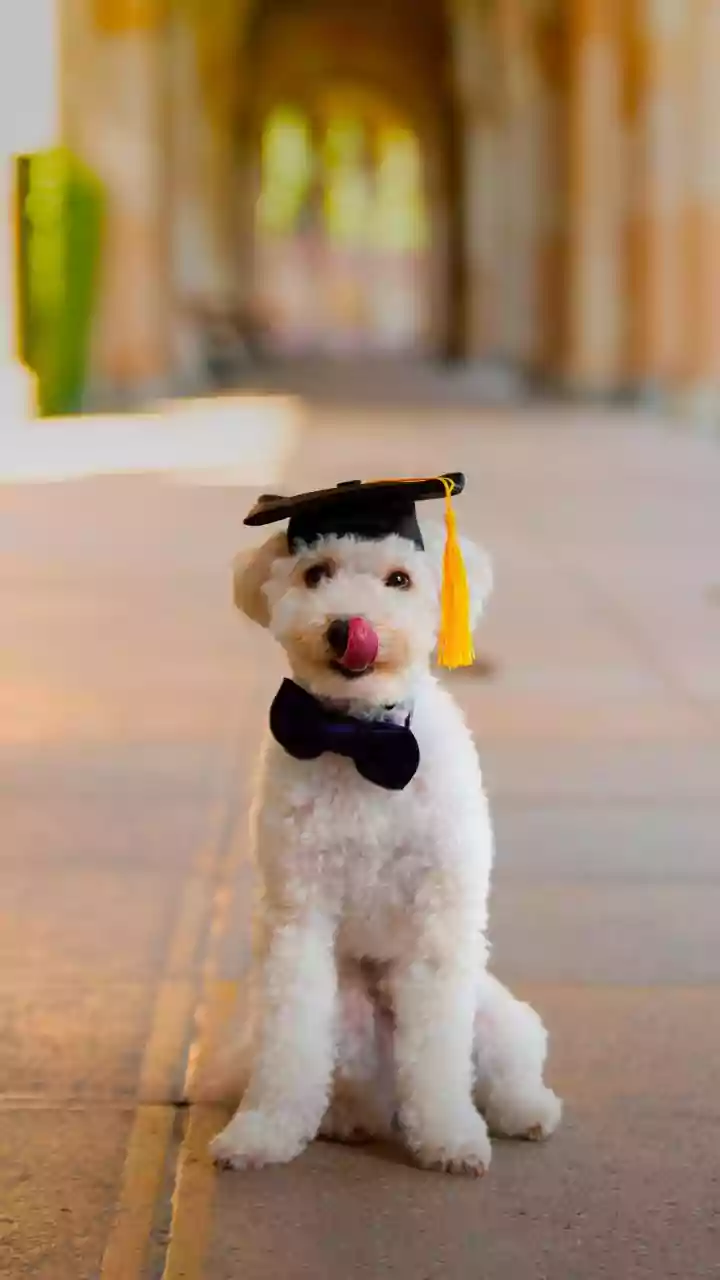 Fresh graduates win freelance contracts by building portfolio projects without prior client history