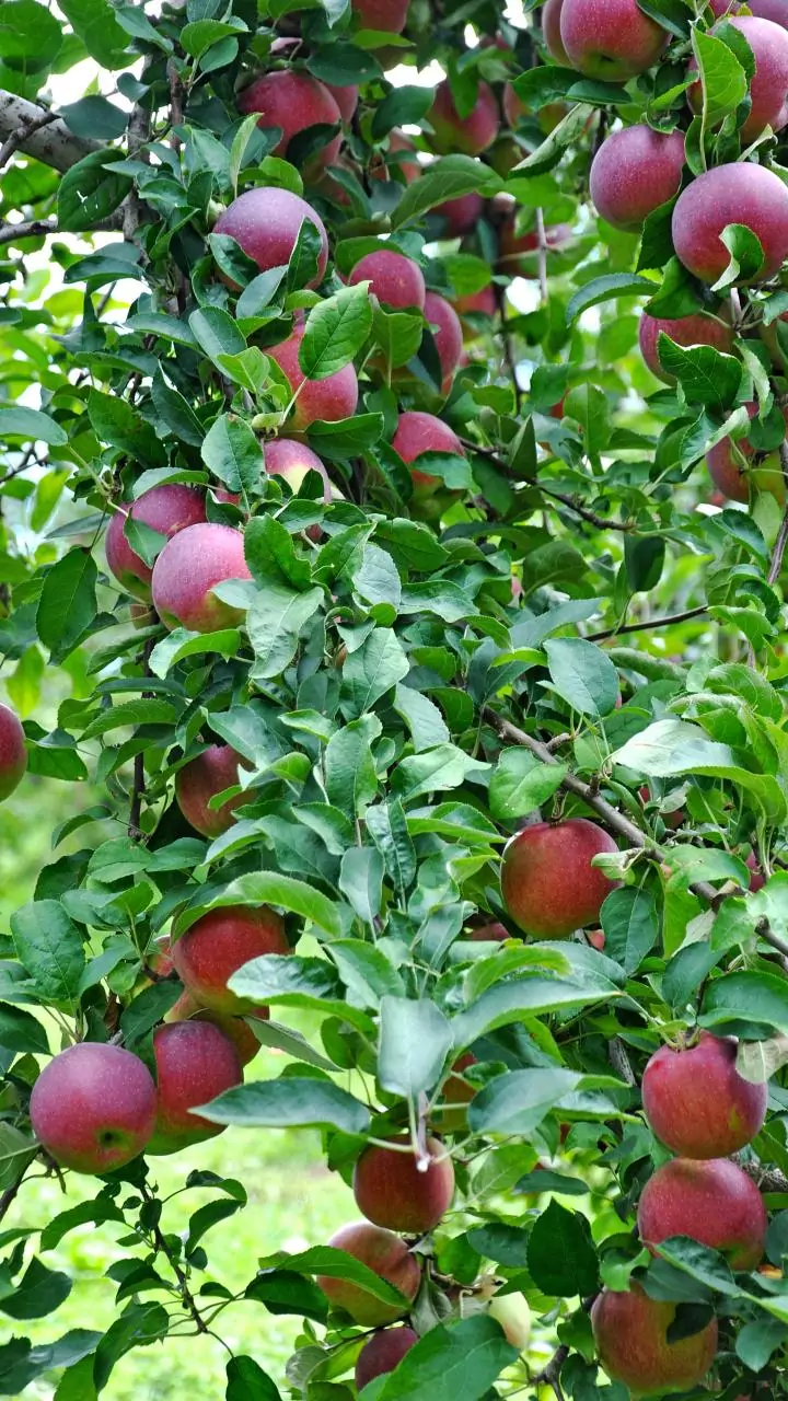 Kashmir apple industry suffers as Jammu-Srinagar highway closures spoil fruit
