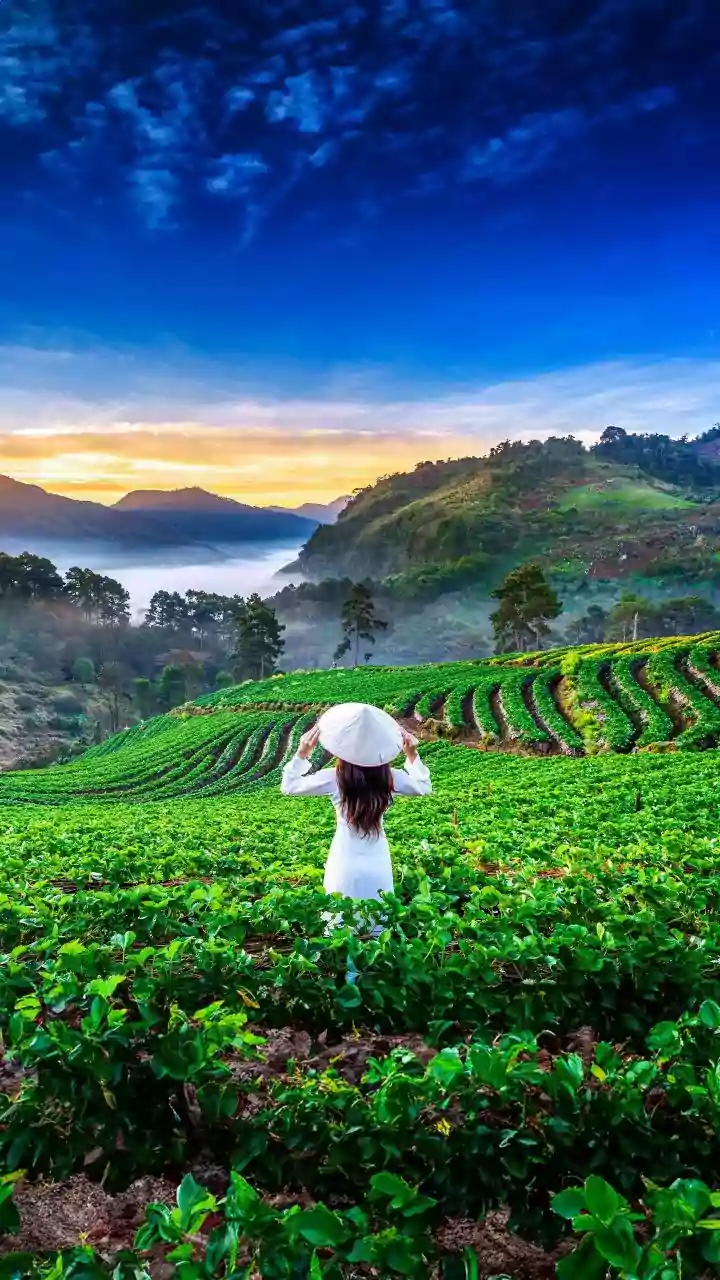 Some Mahabaleshwar Farmers Use Agritourism to Earn More From Strawberries
