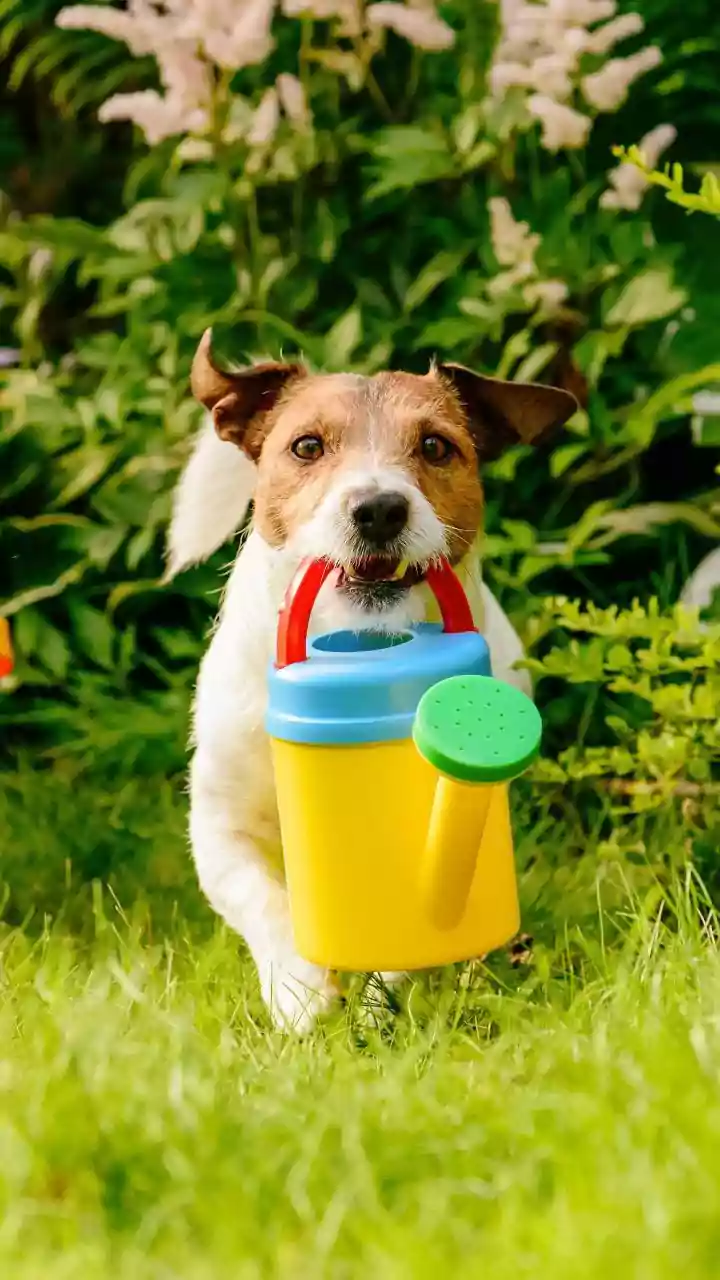 Dog Days: Top Toys and Foods for Happy, Healthy Pets