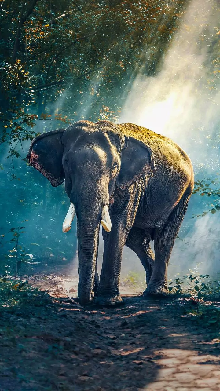 Farmer trampled to death by elephant in Jharkhand