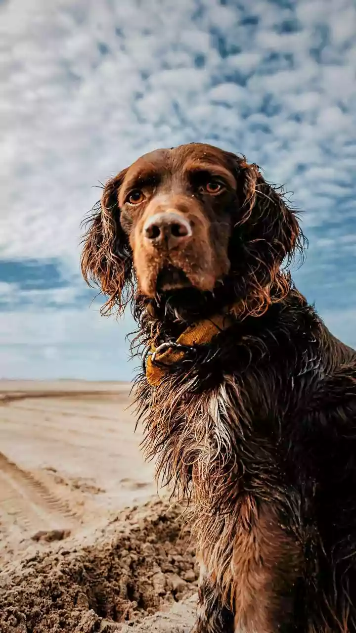 Wet Fur Should Be Dried Properly Before Dogs Return To Sofas